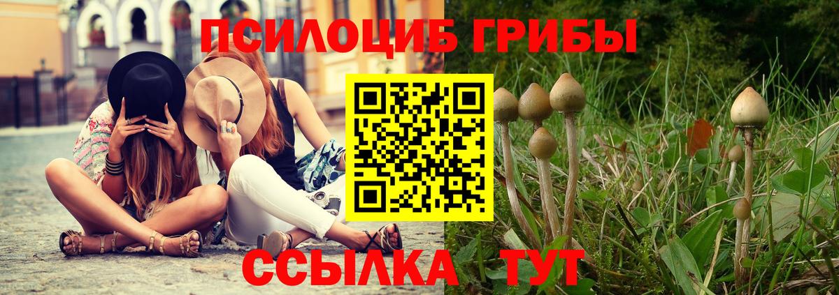 Псилоцибиновые грибы Psilocybine cubensis Краснознаменск